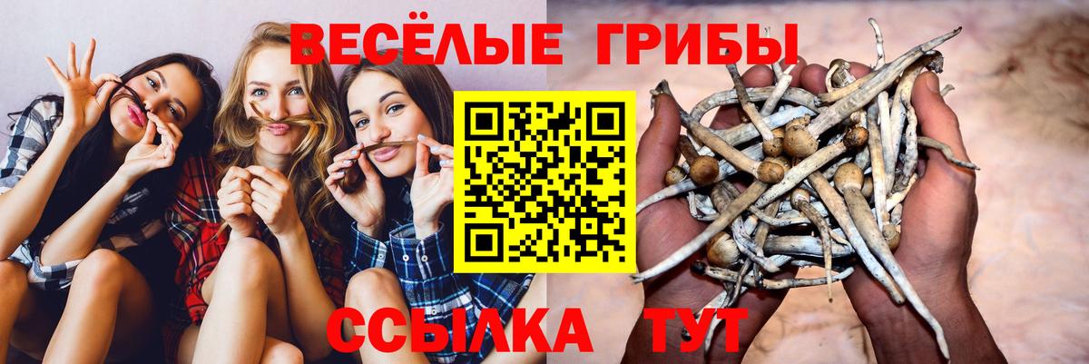 Псилоцибиновые грибы Psilocybe Краснодар